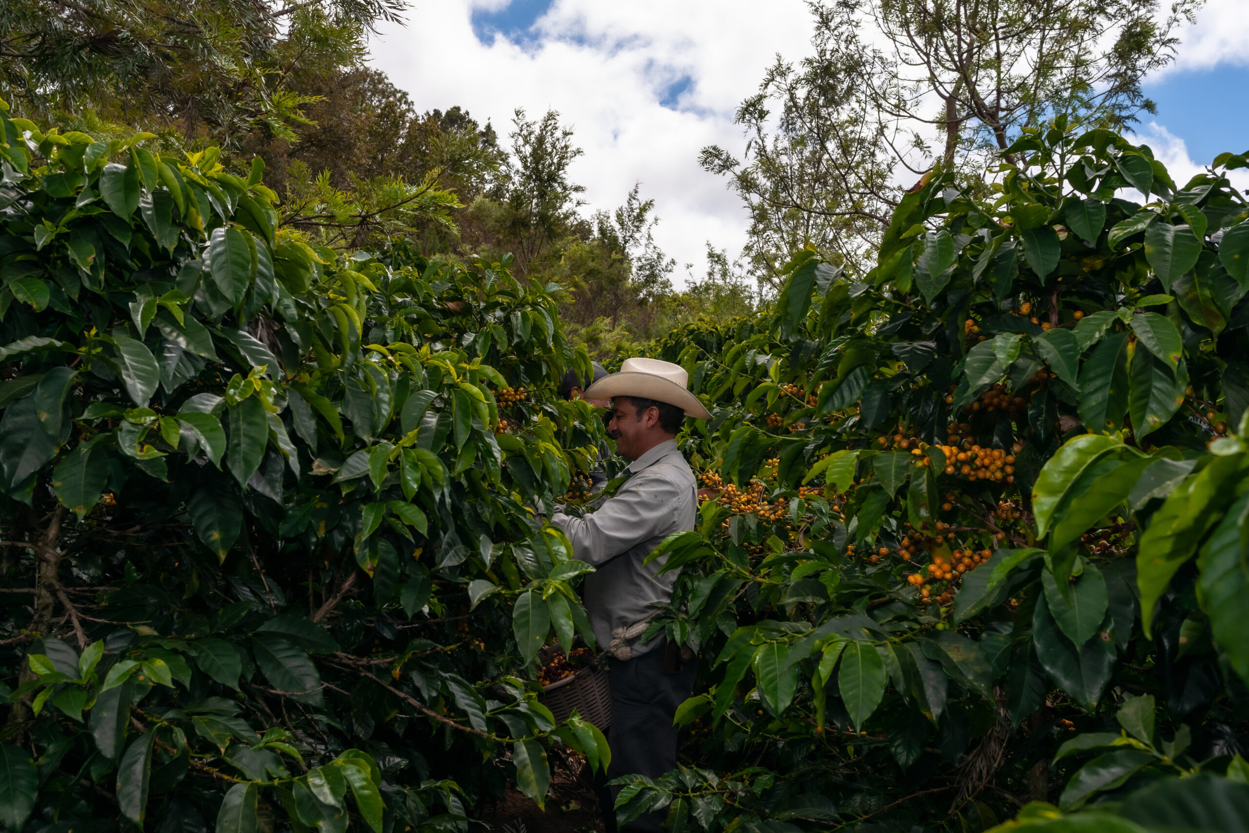 Honduran Pacavita - Green Coffee