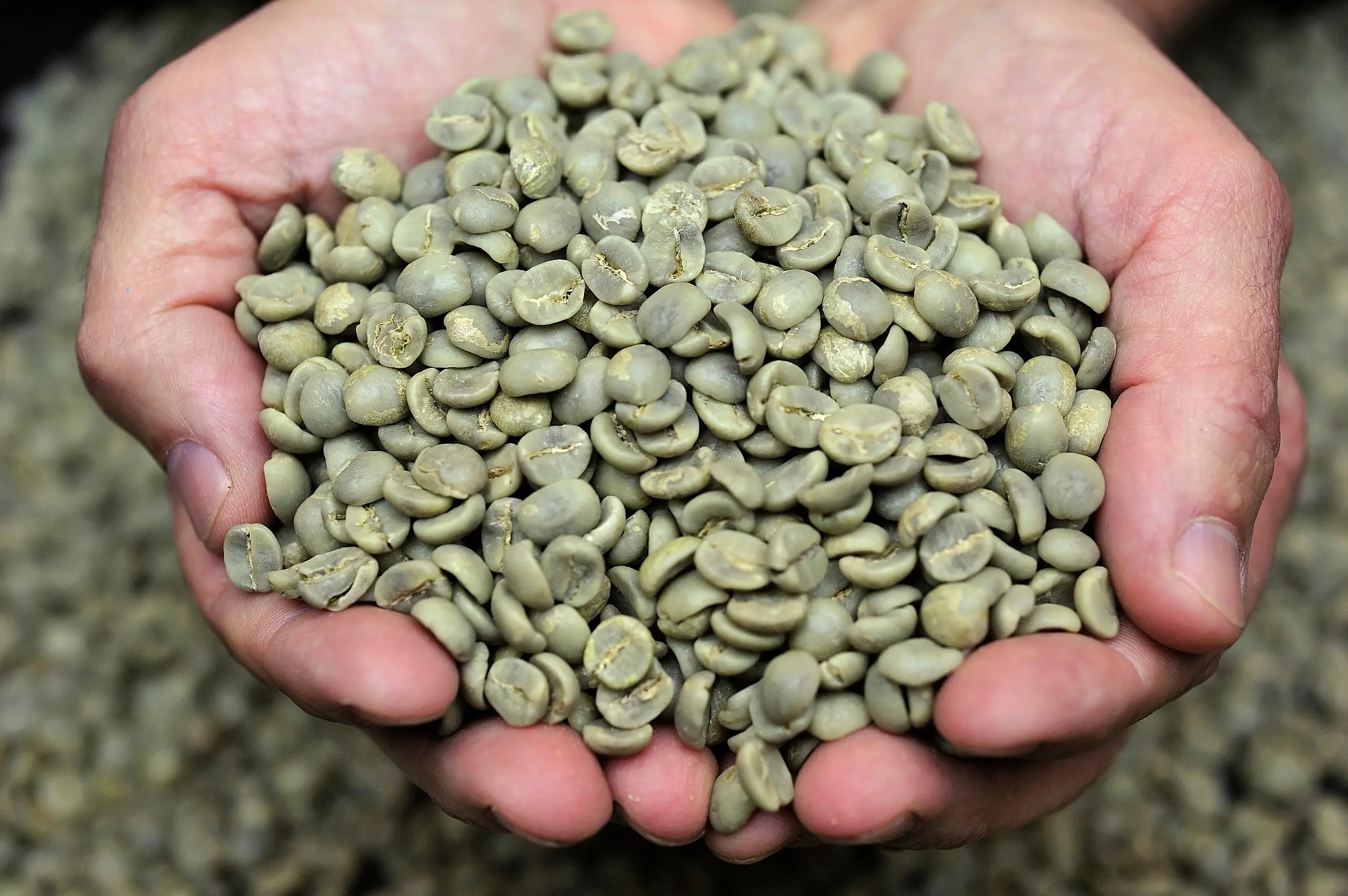 Green Coffee Green Coffee